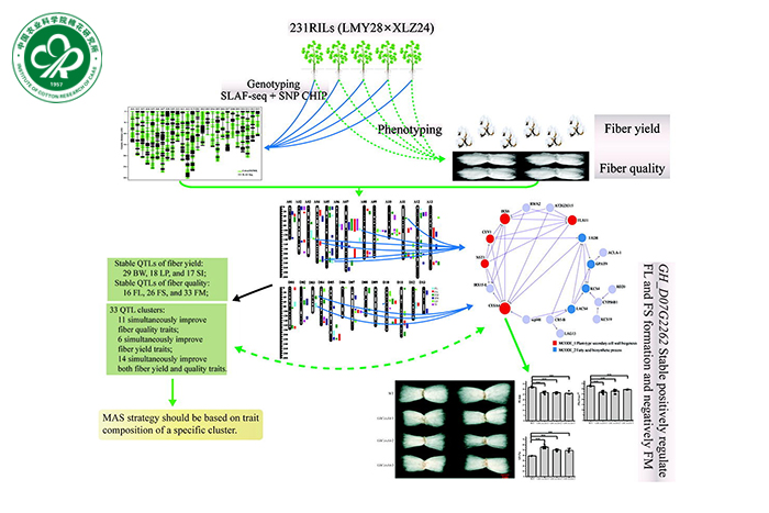 图1 棉纤维产量和品质负相关关键基因GH_D07G2262的功能研究-小.jpg