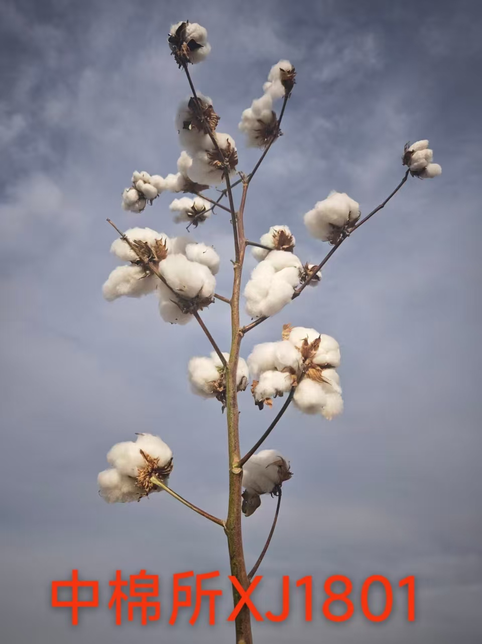 中棉所XJ1801.png